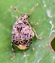 Redbud Bruchid - photo 3