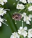 Redbud Bruchid - photo 4