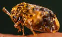 Redbud Bruchid - photo 5