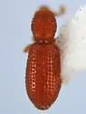 Gilbertiola helferi