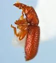 Gilbertiola helferi - photo 2