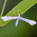 Alberta Pale Plume Moth - Hodges#6116 - photo 2