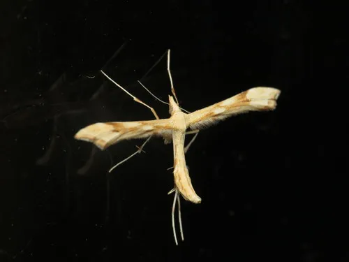 Yarrow Plume - photo 7