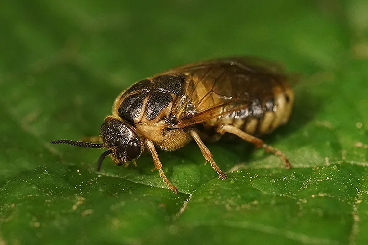 Nursery Pine Sawfly - photo 3