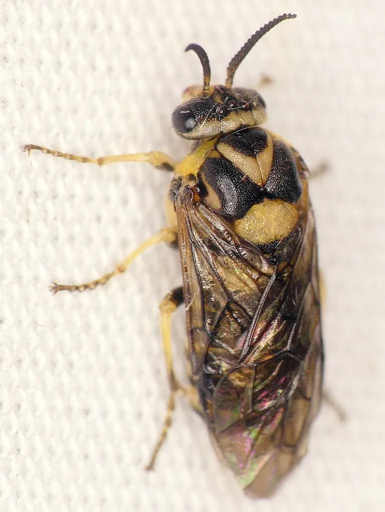 European Spruce Sawfly