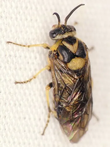 European Spruce Sawfly - photo 3
