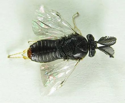Pale Pine Combhorn - photo 2