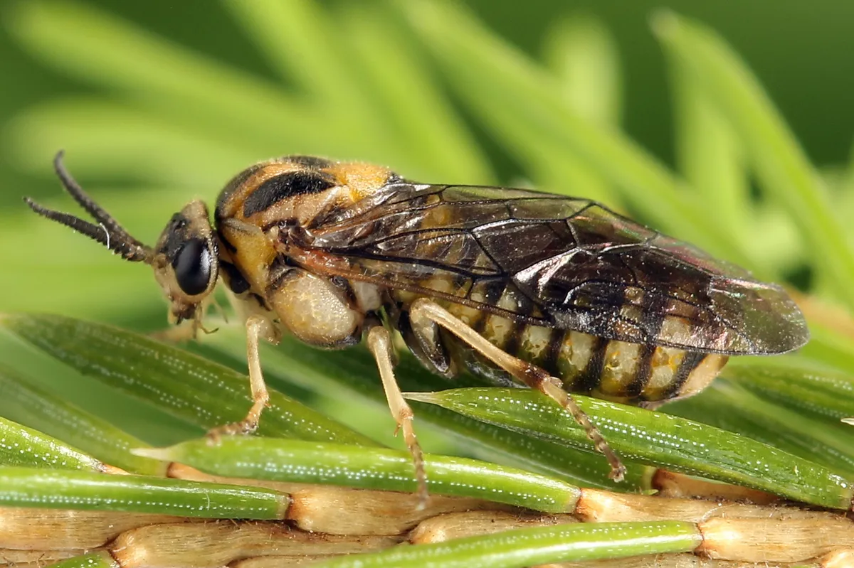 Gilpinia polytoma - photo 3