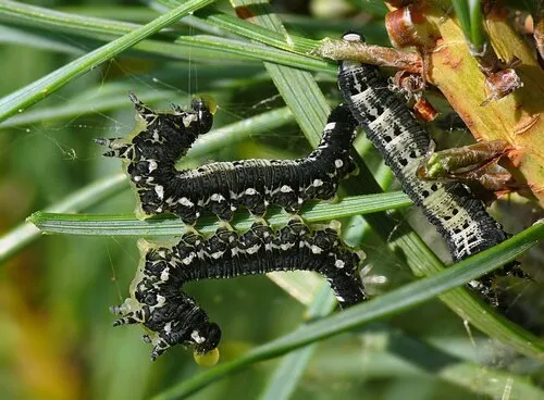 Gilpinia socia
