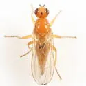 Gimnomera cerea