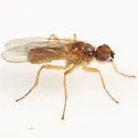 Gimnomera cerea - photo 2