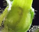 Gimnomera cerea - photo 3