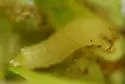 Gimnomera cerea - photo 5