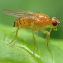 Gimnomera incisurata - photo 2