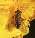 Ginglymia johnsoni - photo 3