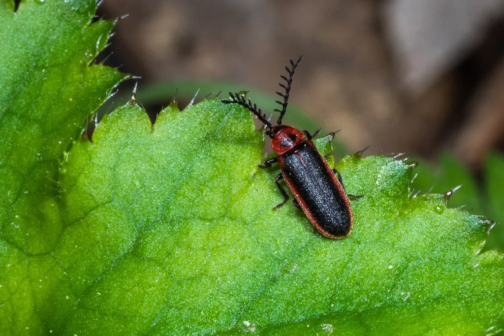 Ginglymocladus discoidea