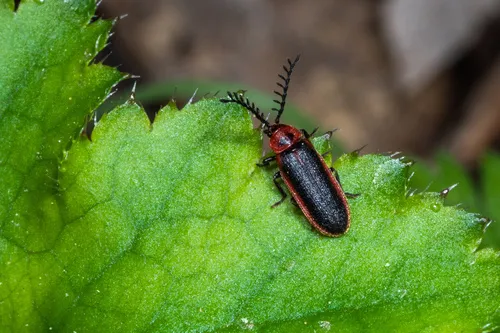 Ginglymocladus discoidea - photo 2