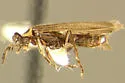 Ginglymocladus luteicollis