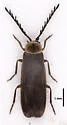 Ginglymocladus luteicollis - photo 2
