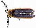 Ginglymocladus luteicollis - photo 4