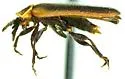 Ginglymocladus luteicollis - photo 5