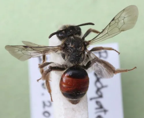 Girdled Mining Bee - photo 2