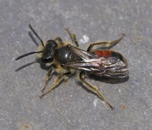 Girdled Mining Bee - photo 3