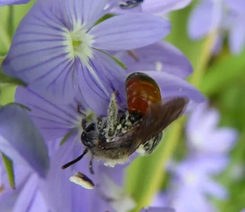 Girdled Mining Bee - photo 4