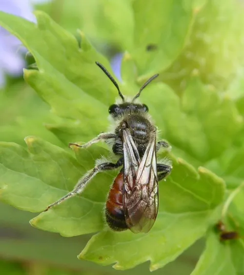 Girdled Mining Bee - photo 5