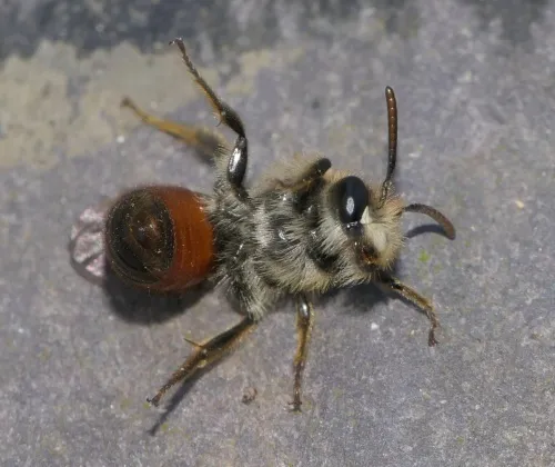 Girdled Mining Bee - photo 6
