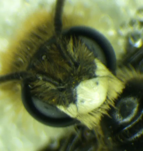 Girdled Mining Bee - photo 7