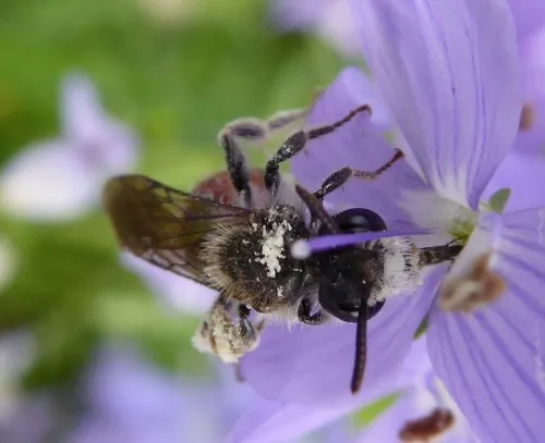 Girdled Mining Bee - photo 8