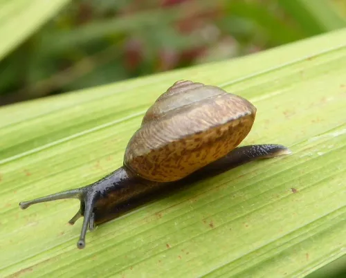 Girdled Snail