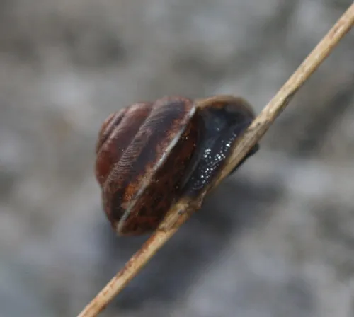 Girdled Snail - photo 2