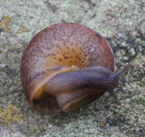 Girdled Snail - photo 3