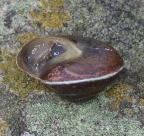 Girdled Snail - photo 4