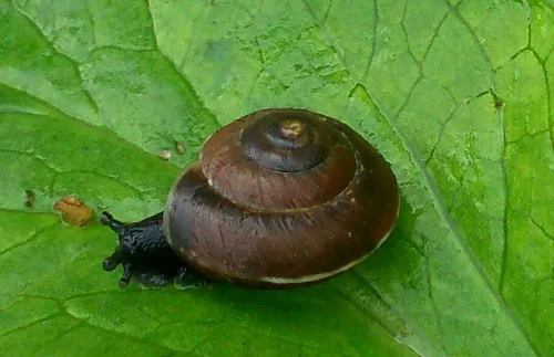 Girdled Snail - photo 5