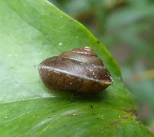Girdled Snail - photo 6