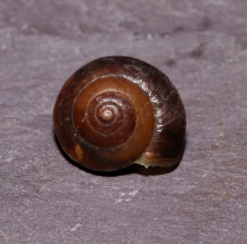 Girdled Snail - photo 7