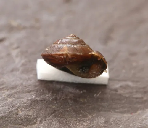Girdled Snail - photo 8