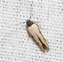 Gisilia armigera - Hodges#1645.5 - photo 2
