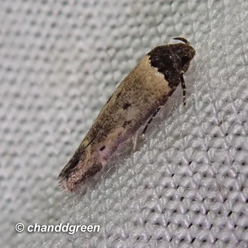 Gisilia thoracista - photo 2