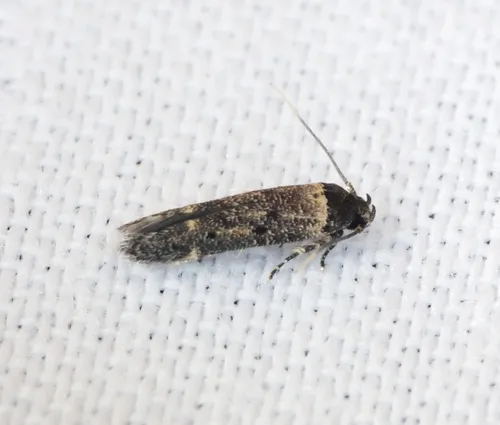 Gisilia thoracista - photo 3