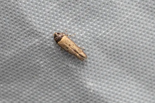Gisilia thoracista - photo 4