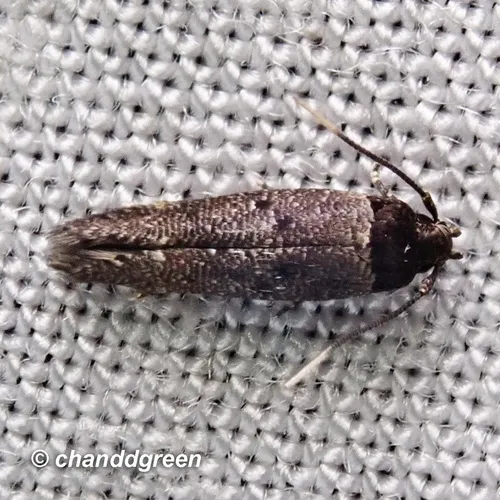 Gisilia thoracista - photo 5