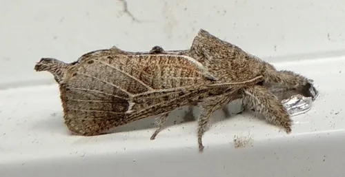Anna Carpenterworm Moth