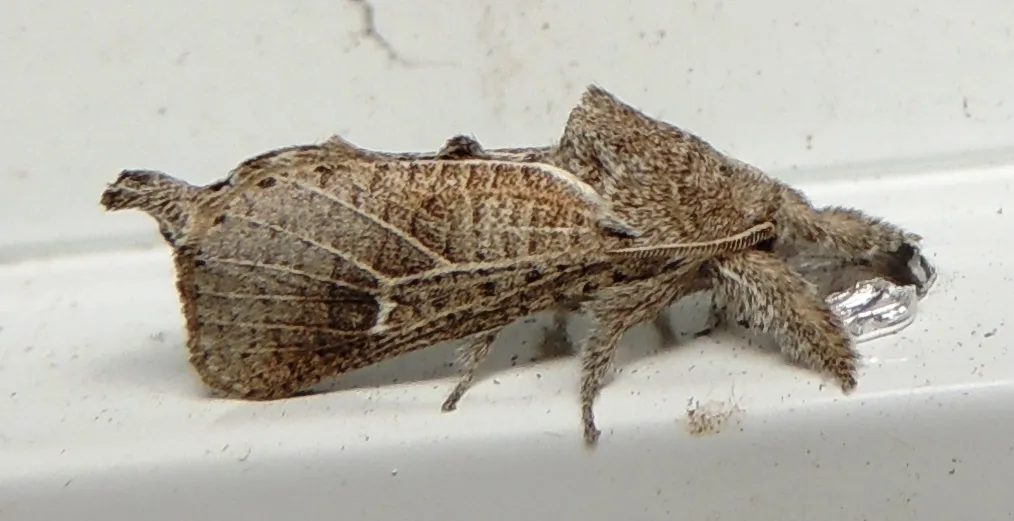 Anna Carpenterworm Moth - photo 3