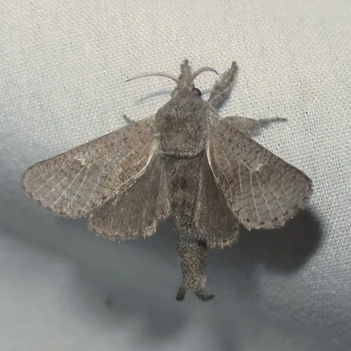 Anna Carpenterworm Moth - photo 5
