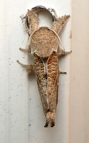Anna Carpenterworm Moth - photo 6