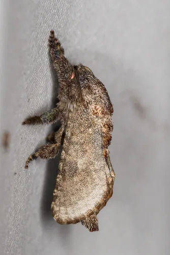 Arbela Carpenterworm Moth